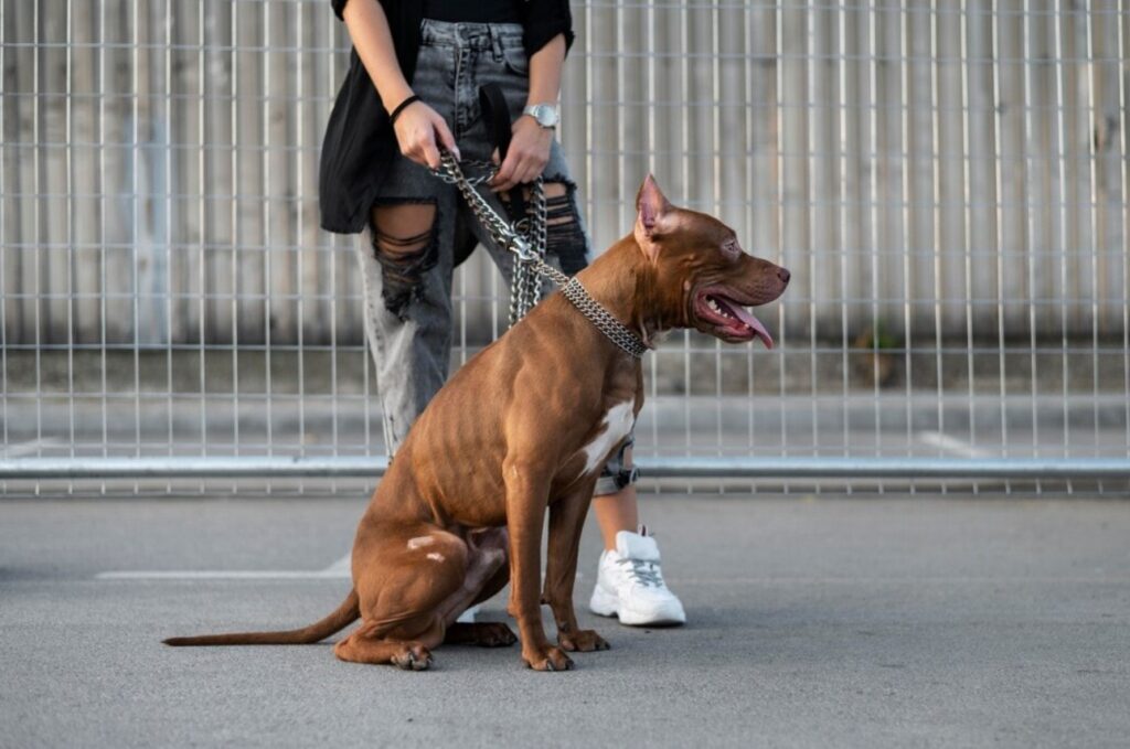 San Diego Dog Bite Lawyer