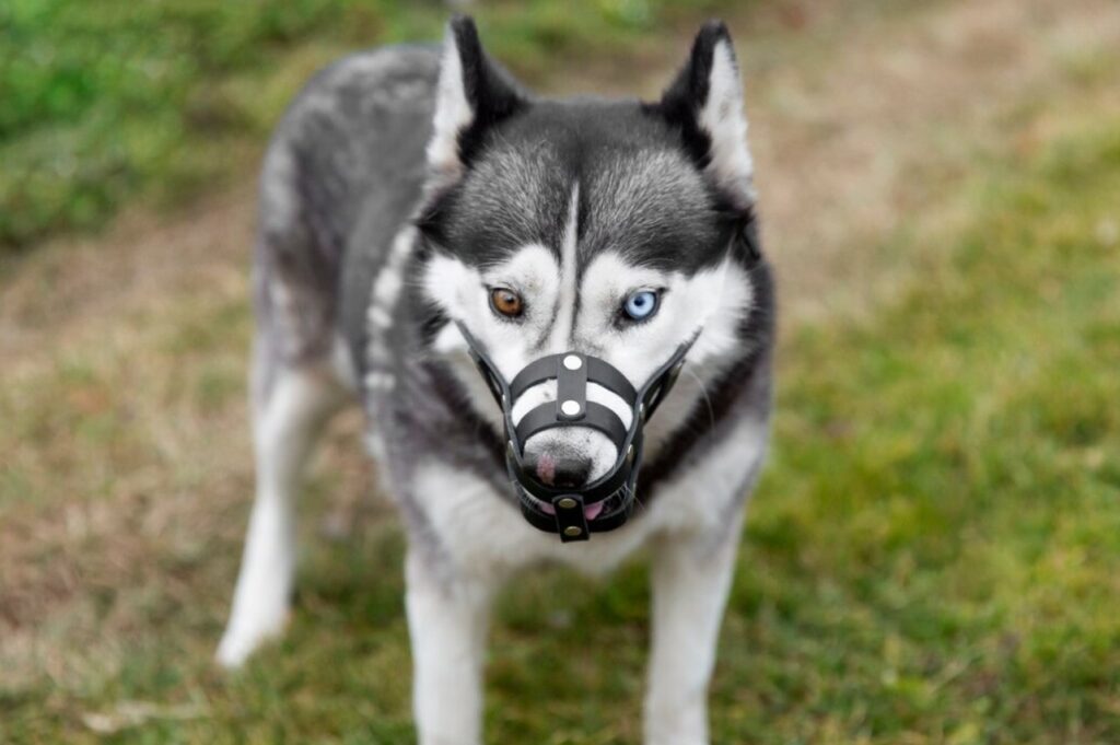 dog bite claims dog bite attorney