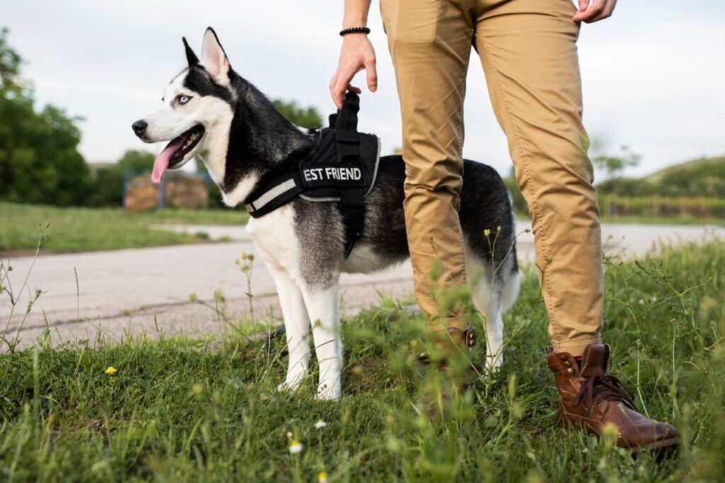 skilled dog bite lawyer dog bite liability